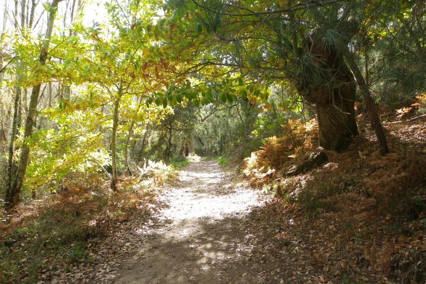 Sendero en otoño. Parque Natural Sierra de Aracena